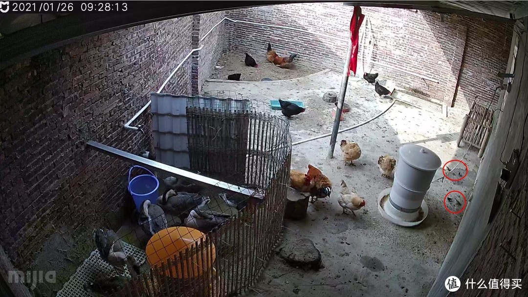 红圈里面的喜鹊