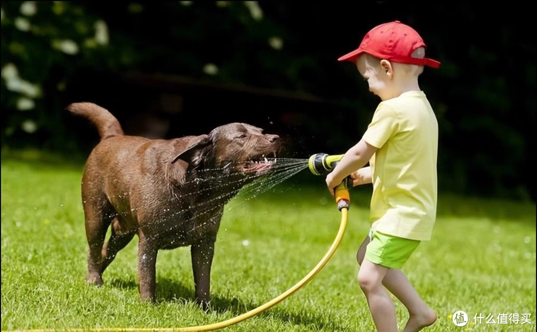 夏日养狗七不要