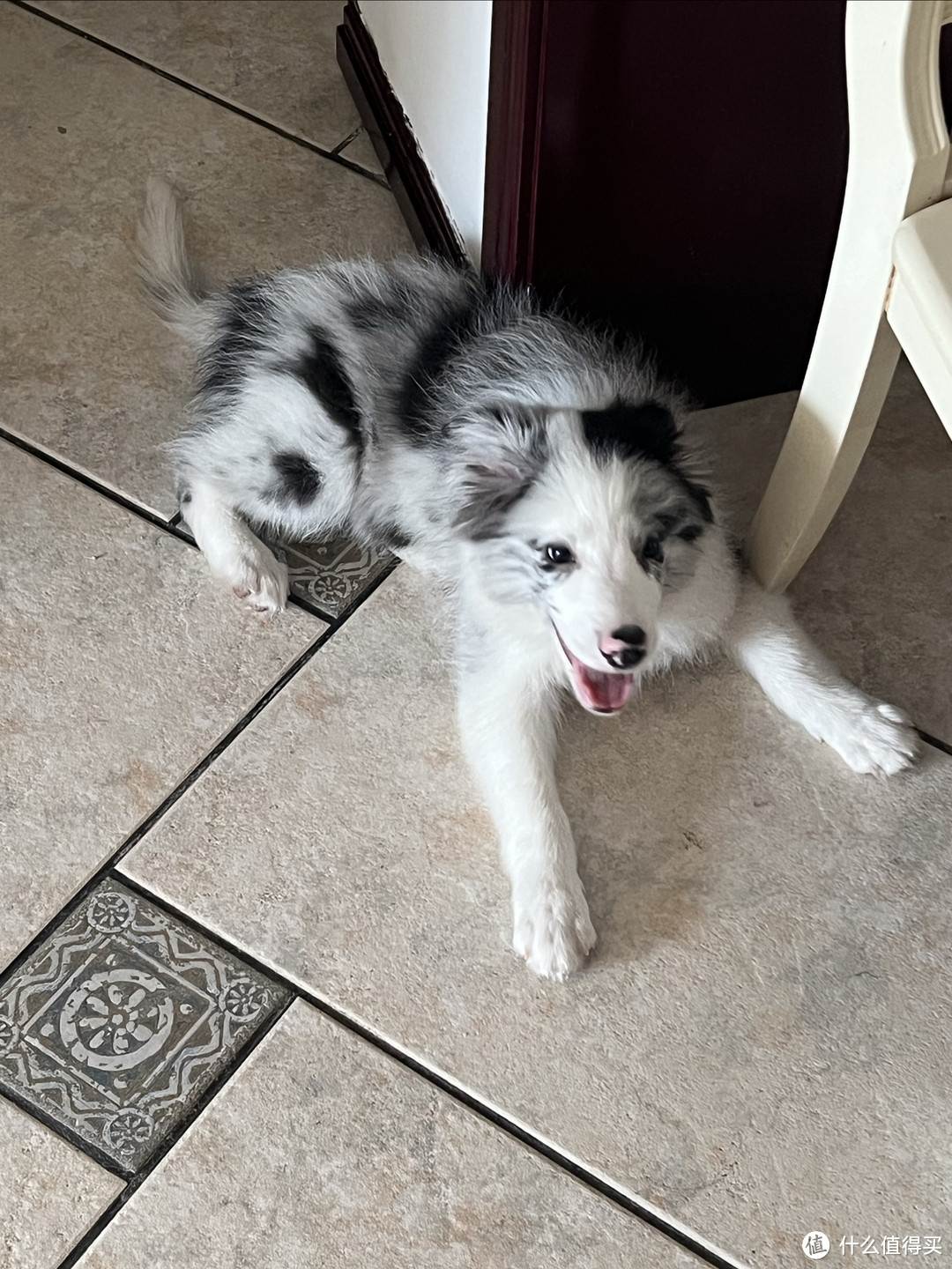 养狗注意事项，边牧卡卡